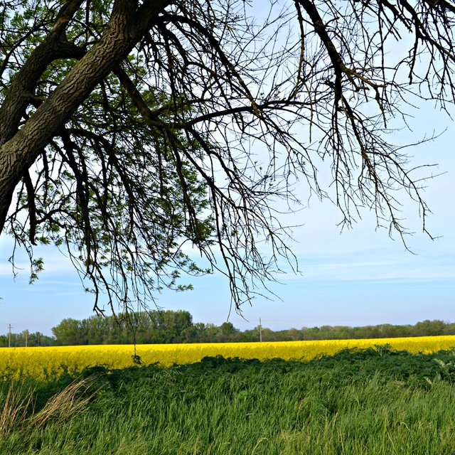 Maglcai kpek, Gyr-Moson-Sopron megye